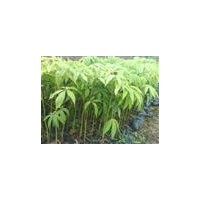 美麗異木棉樹苗