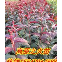 光輝海棠苗，北美海棠苗，紅肉海棠苗