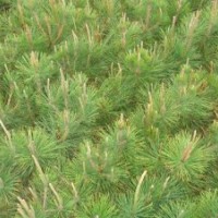 山東黑松苗、油松苗、側(cè)柏苗