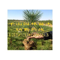 供應(yīng)臨沂營養(yǎng)袋黑松苗，臨沂50-80公分黑松小苗