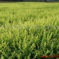 大量供應綠化苗木紅葉小檗、金葉女貞、瓜子黃楊、龍柏、冬青、扶