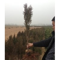 黑松,側(cè)柏,油松