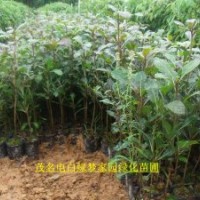 供應(yīng)綠化樹苗細(xì)葉欖仁，小葉欖仁，雨傘樹小苗