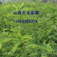 刺槐苗 皂角苗 白臘苗 國槐苗 五角楓苗 木瓜苗 側(cè)柏苗 白皮松