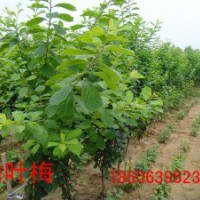 1-2-3-5公分紅葉碧桃的價格是多少