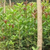 湖南桂花小苗最新桂花小苗價(jià)格首選
