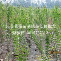 全國(guó)送貨上門(mén)紫薇樹(shù)苗批發(fā)紫薇苗最新價(jià)格