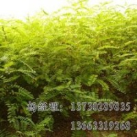 金葉榆海源苗木