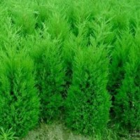 供白皮松，華山松，油松，國槐樹，石榴樹，楊樹，杜仲樹，梨樹