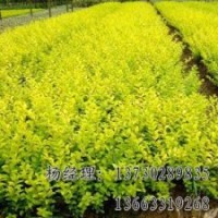 垂柳海源苗木專業(yè)供應物美價廉