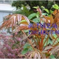 香椿種子，香椿芽苗采用香椿種子--潤澤園藝種子銷售部