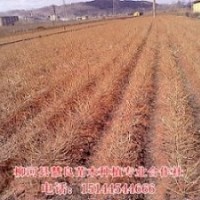 供應(yīng)落葉松苗，日本落葉松苗，長白落葉松樹苗，2年日本落葉松