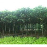 黃槐