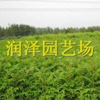 供應(yīng)香椿苗 香椿苗價格
