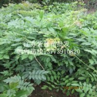 沭陽一米高紫藤苗批發(fā)價格紫藤樹苗價格