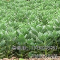 速生柳專業(yè)供應海源物美價廉