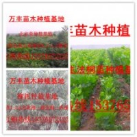 法桐,柳樹(shù),欒樹(shù)