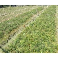 供應(yīng)紅豆杉、桂花、香樟、杜英等小苗
