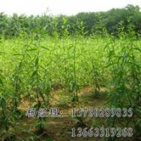 垂柳專業(yè)供應海源廠家