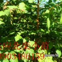 供應(yīng)欒樹苗 北欒苗 北欒小苗價(jià)格