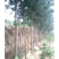山西國槐，15-35公分國槐，古槐，工程國槐，國槐苗