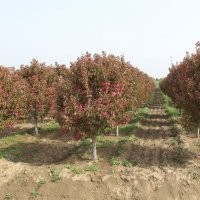 1-2公分高原之火、凱爾斯、絢麗海棠各5萬棵