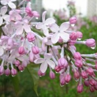 丁香花期長