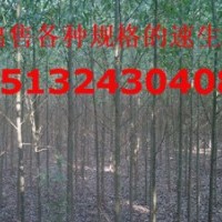 哪里有嫁接香花槐
