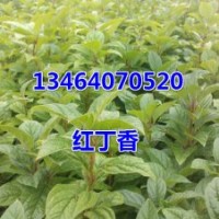 紅丁香，紫丁香，四季刺玫，榆葉梅，紅王子錦帶