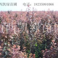 紅葉碧桃小苗，紫葉李小苗，矮櫻