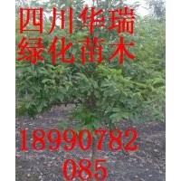 1-5CM香樟、1-4CM天竺桂大量出售