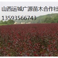 紫葉李小苗、低價(jià)出售紫葉李小苗價(jià)格優(yōu)惠