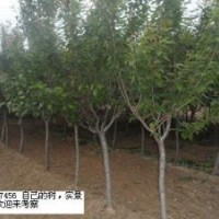 大量櫻花出售1-30公分