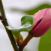 深紅花含笑