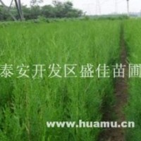 1米側(cè)柏小苗，2年生側(cè)柏苗價格