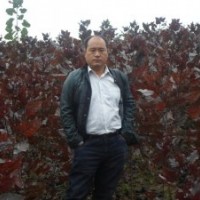 大量供應(yīng)二代全紅楊插條50萬