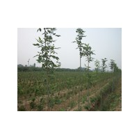 山東白蠟小苗廠家/山東黃楊廠家地址/山東冠縣臻樟園林