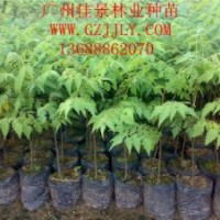 欒樹(shù)批發(fā)商供應(yīng)優(yōu)質(zhì)欒樹(shù)營(yíng)養(yǎng)苗欒樹(shù)種子量大從優(yōu)