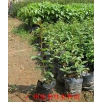 小葉紫薇營(yíng)養(yǎng)苗小葉紫薇小袋苗供應(yīng)小葉紫薇價(jià)格優(yōu)惠