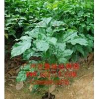 綠寶營養(yǎng)苗供應(yīng)商常年大量供應(yīng)綠寶種苗綠寶種子綠寶小袋苗