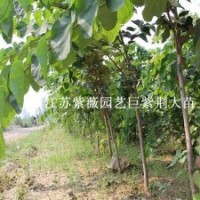 2014園林新寵巨紫荊花苗苗木界神話大喬木觀花樹(shù)種
