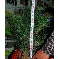 供白皮松20-30高。1年北欒南巒、國槐。2年白蠟皂角流蘇等