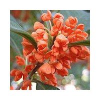 供應(yīng)桂花苗、丹桂、大葉朱砂桂苗、紅花狀元紅苗