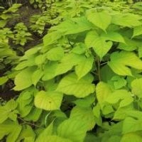 河北金葉榆