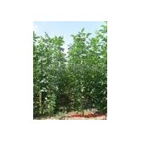 直銷綠化小苗白蠟苗 白臘小苗低價(jià)批發(fā)