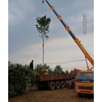 綠化苗木長(zhǎng)期供應(yīng)白蠟,垂柳,速生國(guó)槐