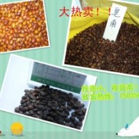 天然原料皂角種子。皂角苗！