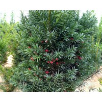 供應(yīng)伊思滕紅豆杉東方一號(hào)
