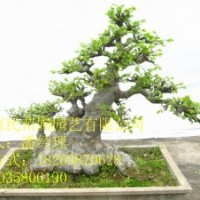 供應山東榆樹苗 0.5-3公分榆樹苗 當年榆樹苗 1-3年榆樹苗