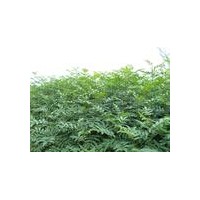 綠野皂角苗 提供國(guó)內(nèi)皂角苗最新價(jià)格